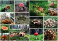 /album/bildgalleri-natur/thailand-2013-2014-del-12-jpg1/